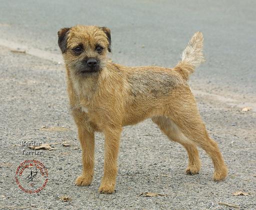 Border Terrier 9B005D-15.JPG